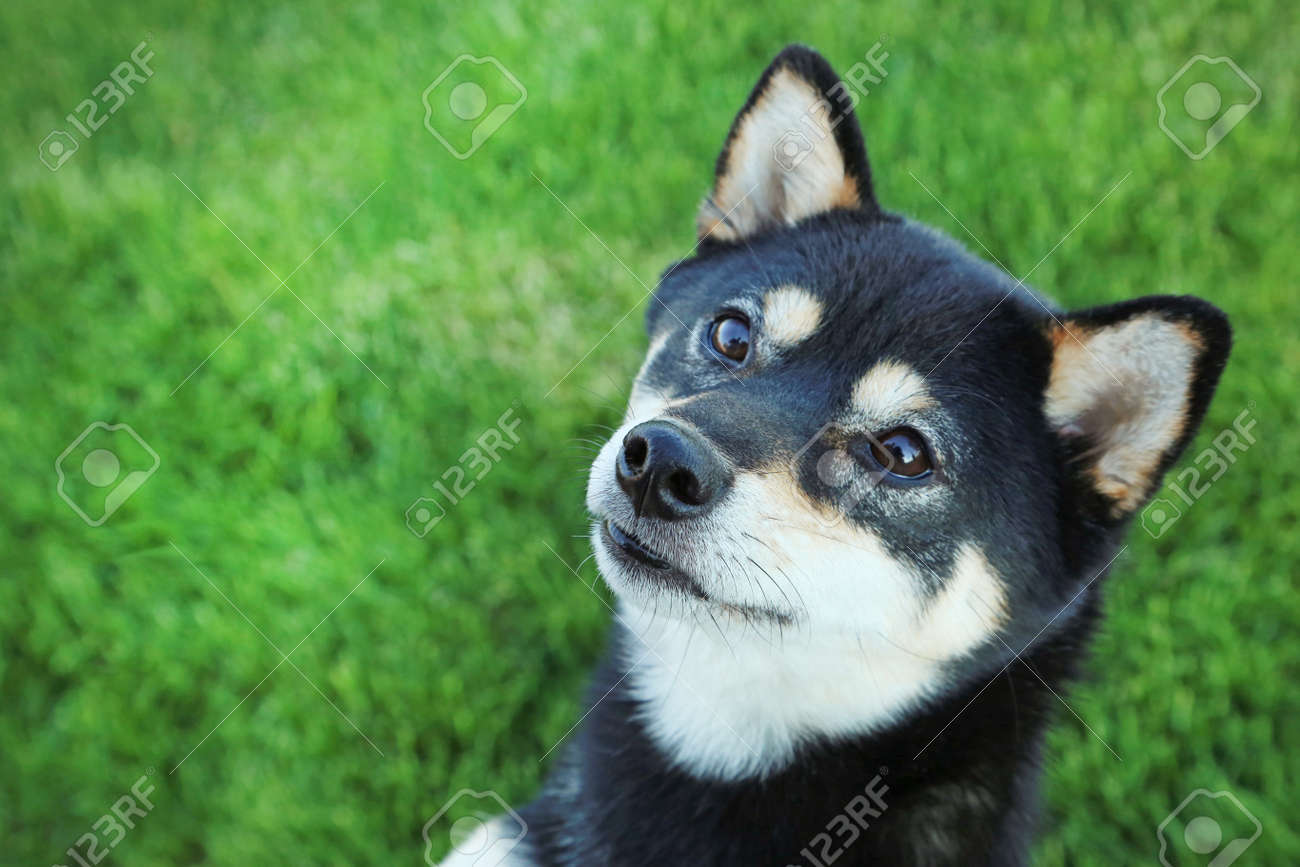 Black Shiba Inu Dog On Green Grass