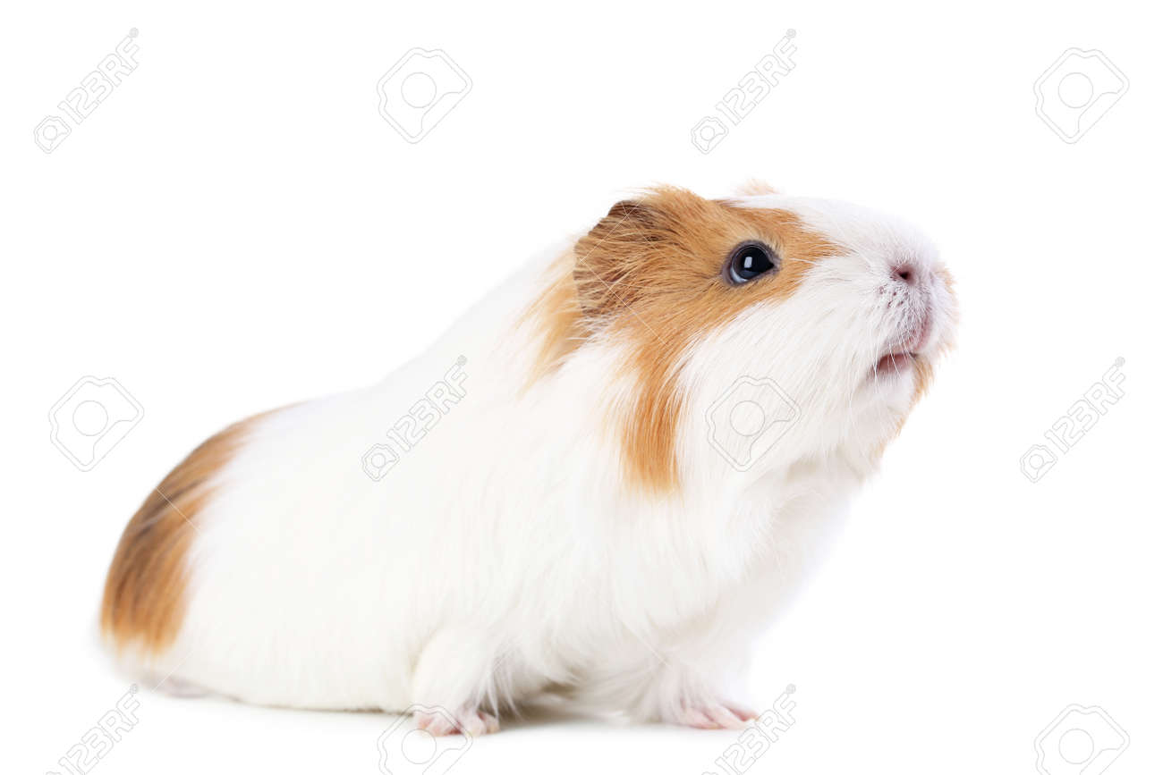 Guinea pig isolated on white background - 99415180 Guinea pig isolated on white background - 99415180