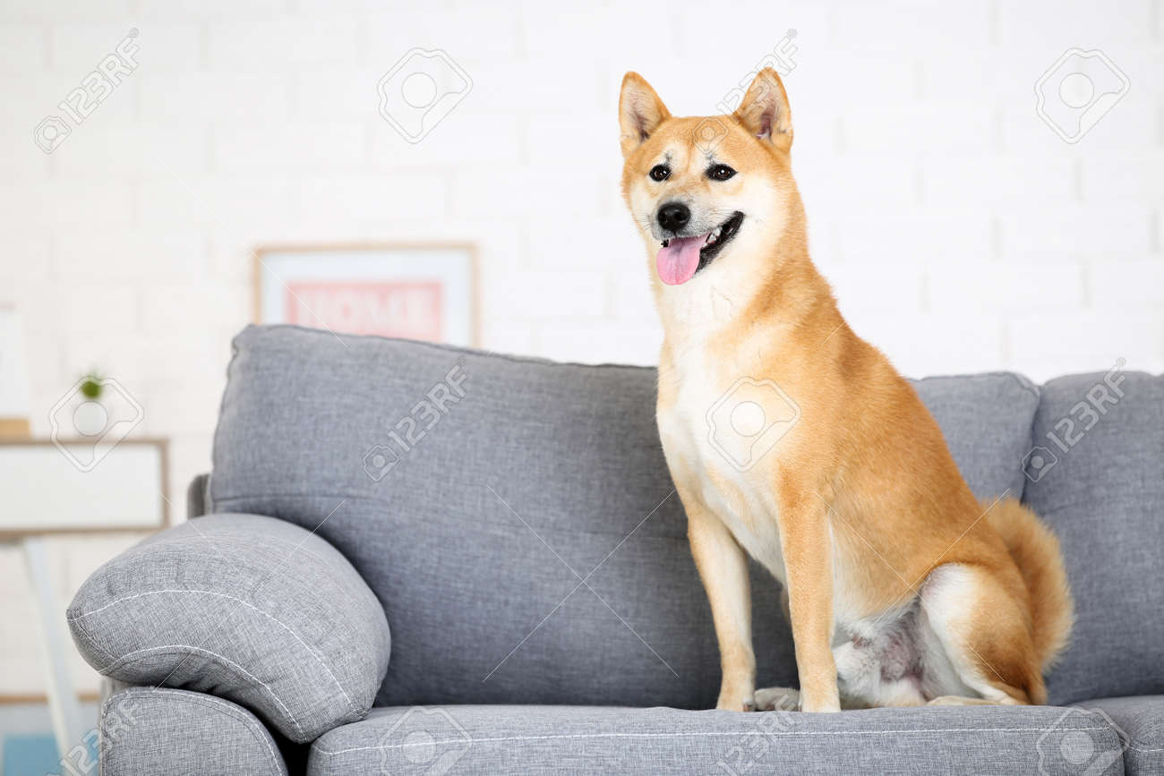 grey shiba inu