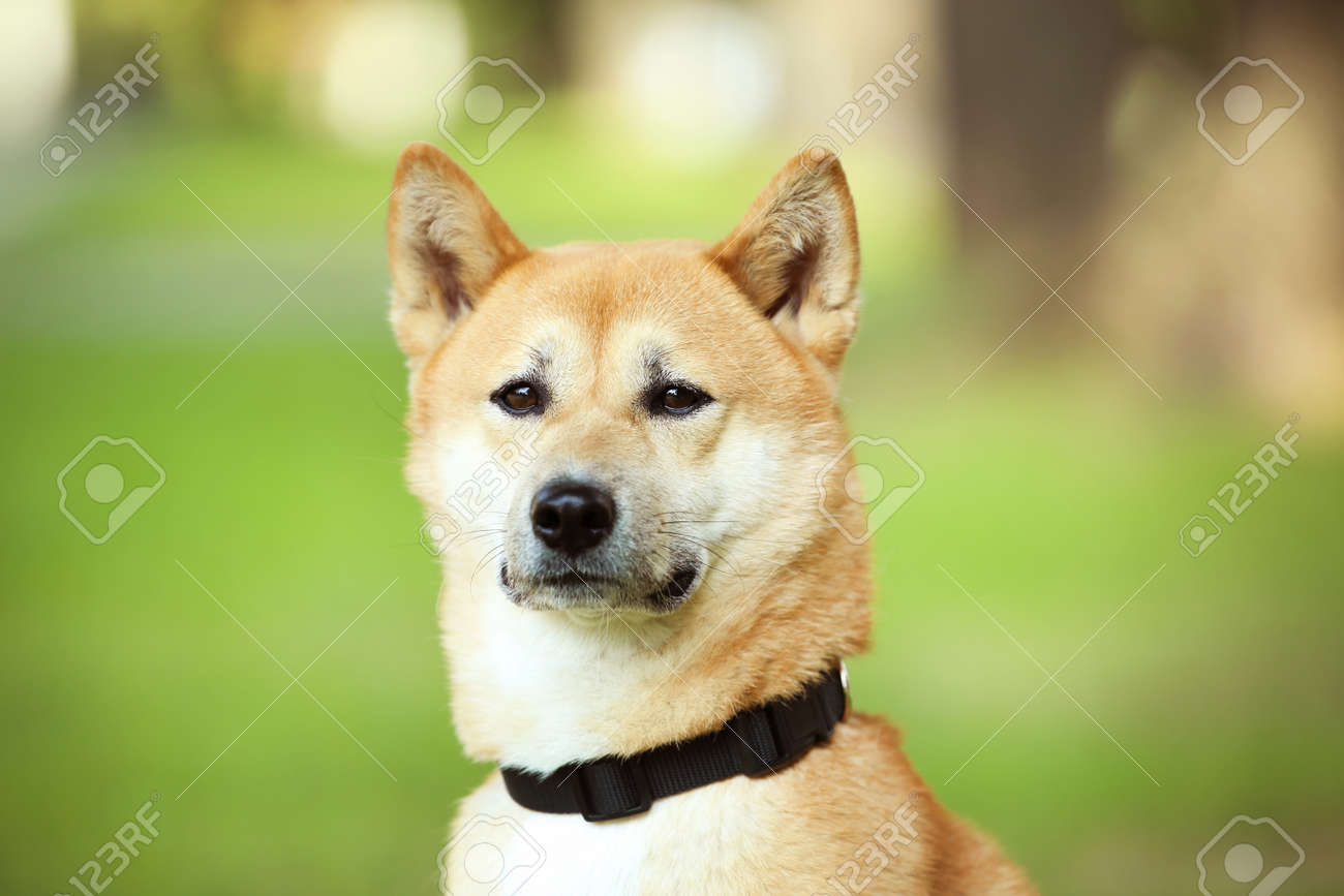 shiba collar