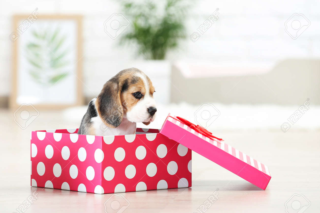 beagle box