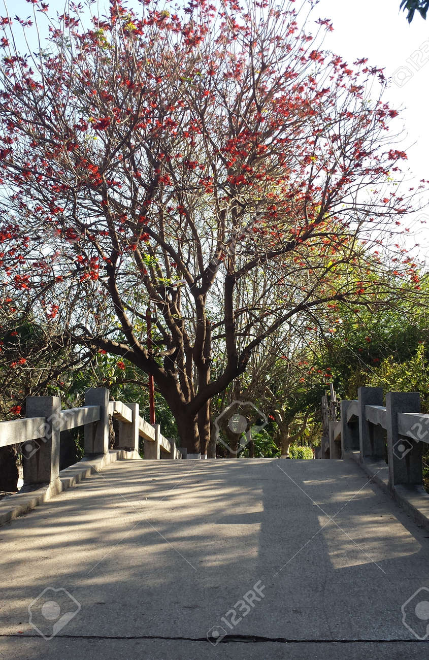 Au début du printemps, fleur rouge Blooming sur l\u0027arbre, à côté du