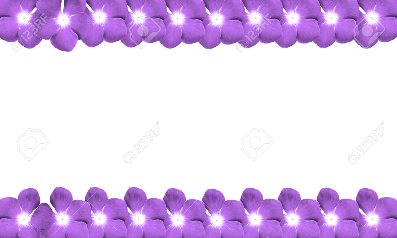purple border design