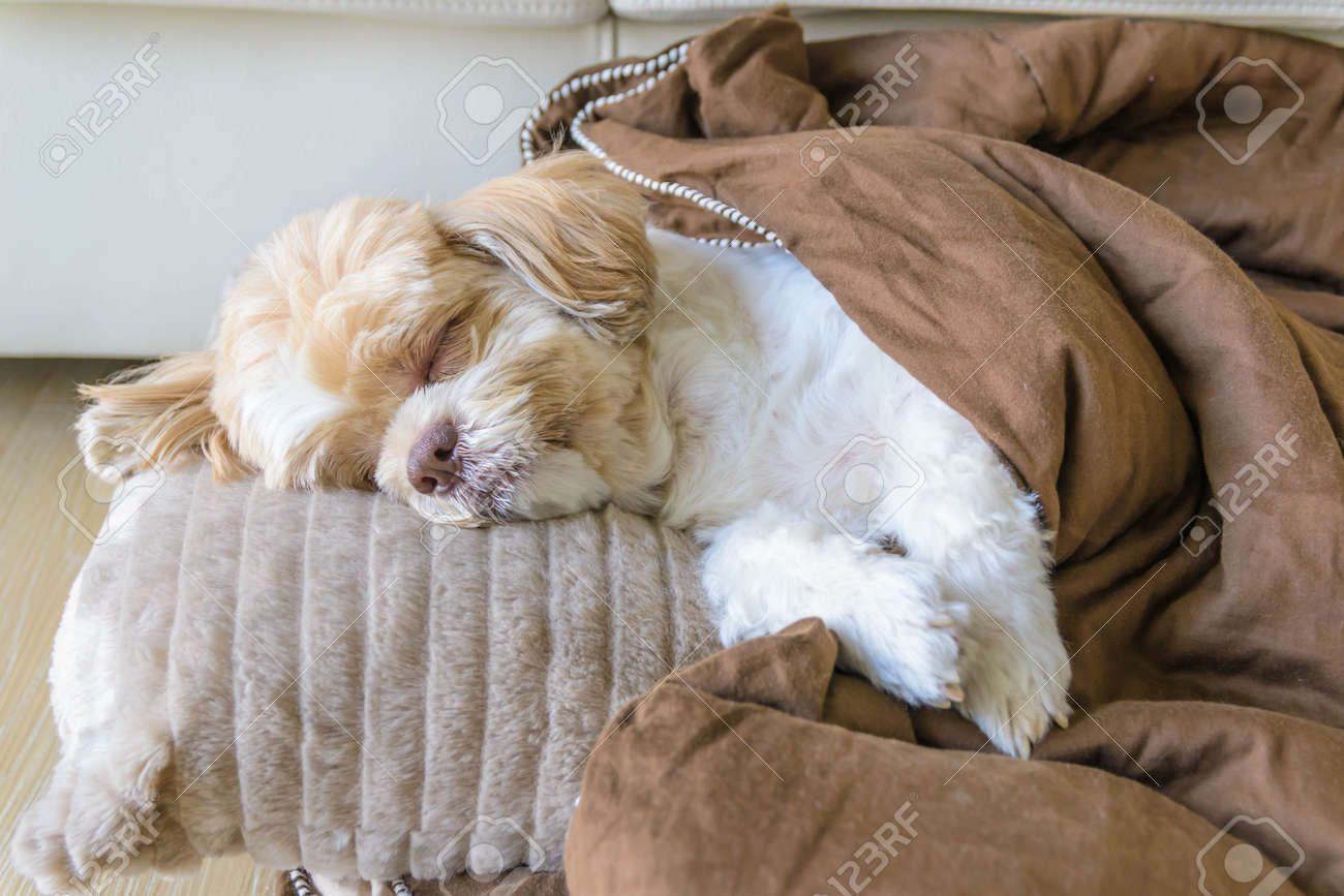 リビング ルームの床の上快適に寝ている犬 の写真素材 画像素材 Image