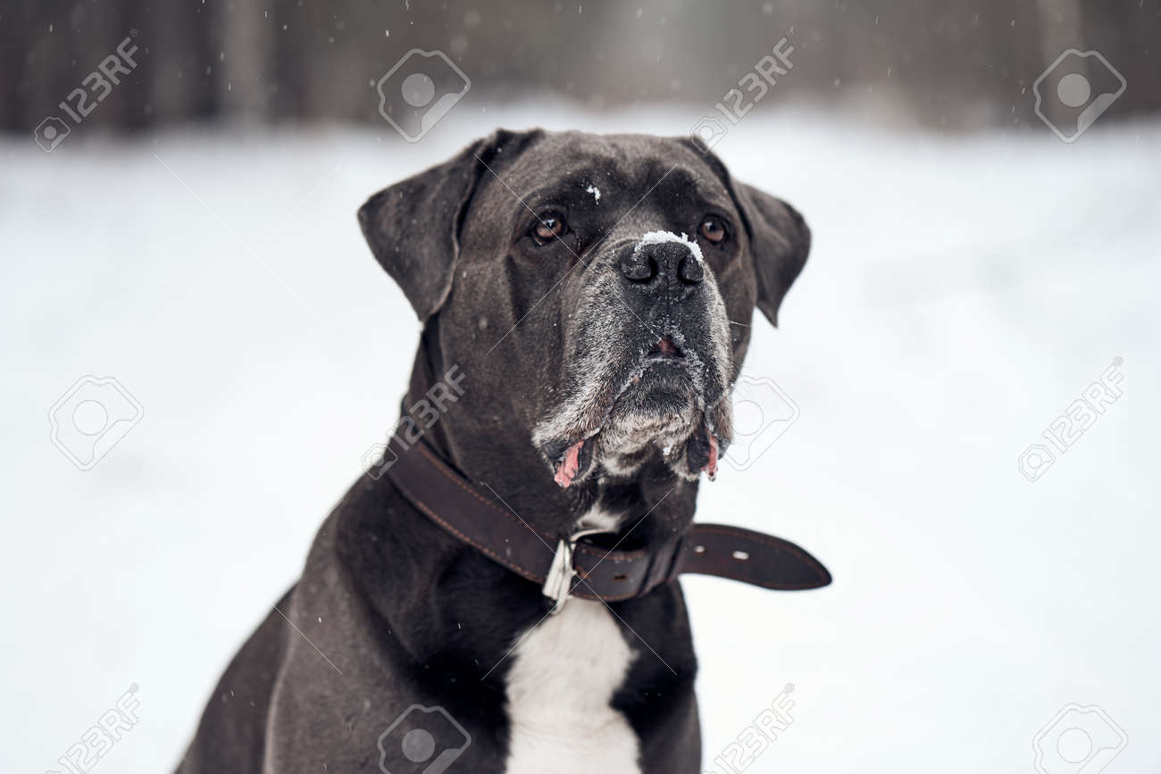 Portrait Of Serious Grey Cane Corso Dog Sitting In Winter Forest