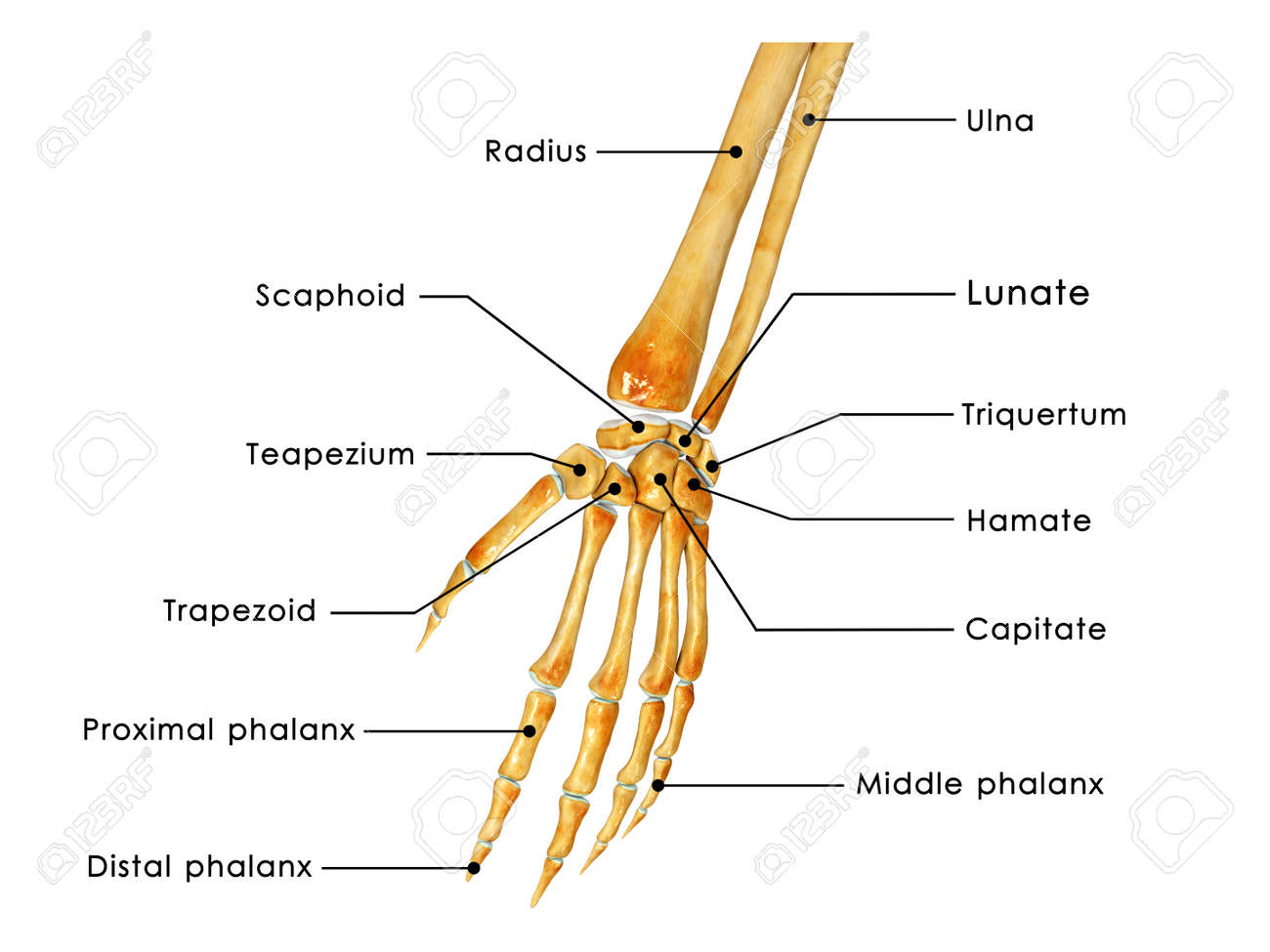 Skeleton hand labelled Stock Photo - 33834734