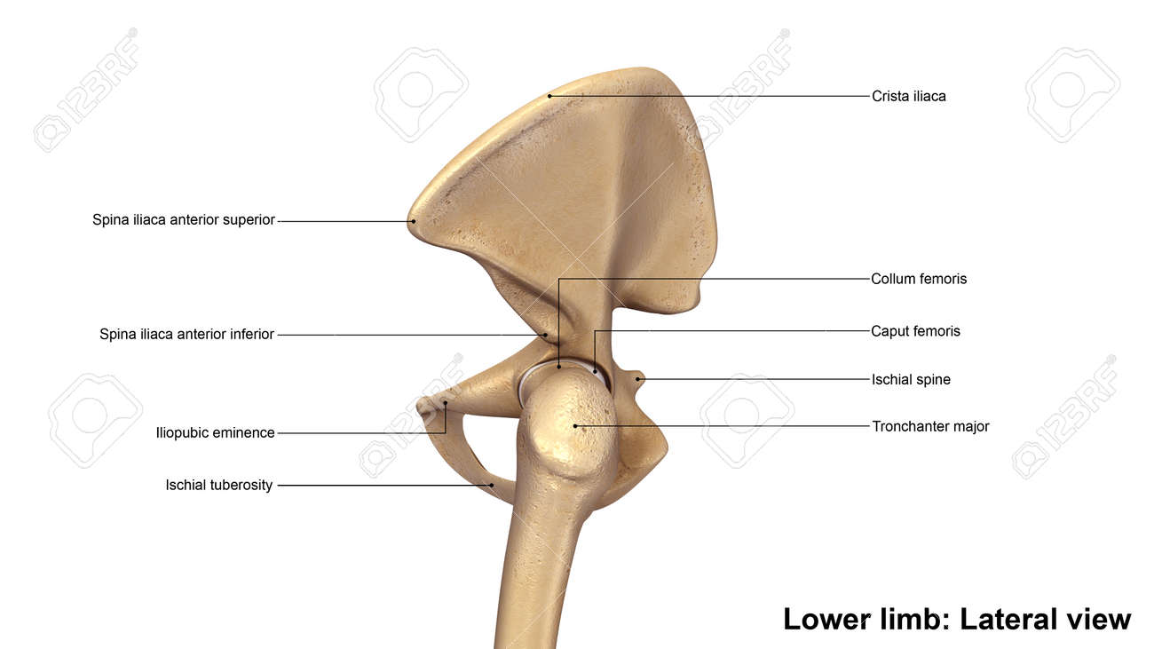Anatomy of the Pelvic Wall: Understanding Structure and Function - Studocu, image size:1300x731