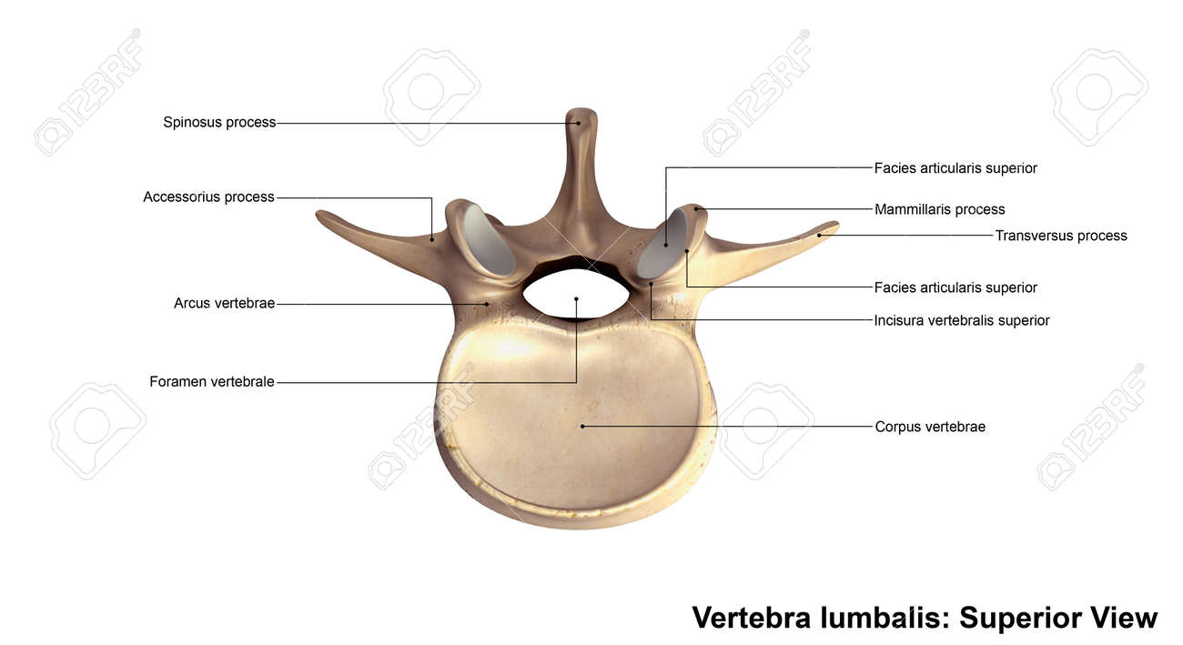 Vertebra lumbalis - 62061469 Vertebra lumbalis - 62061469