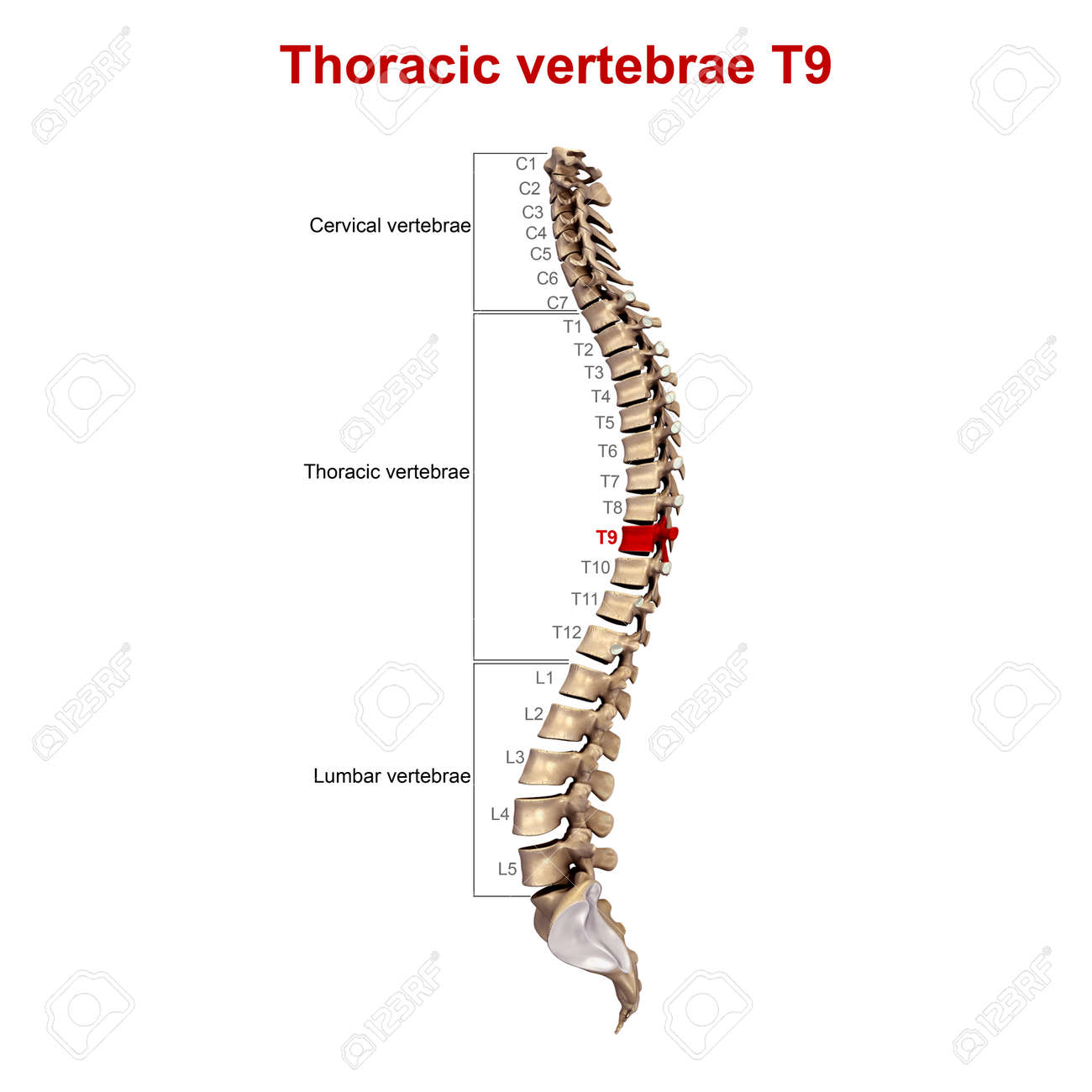 t9 vertebrae