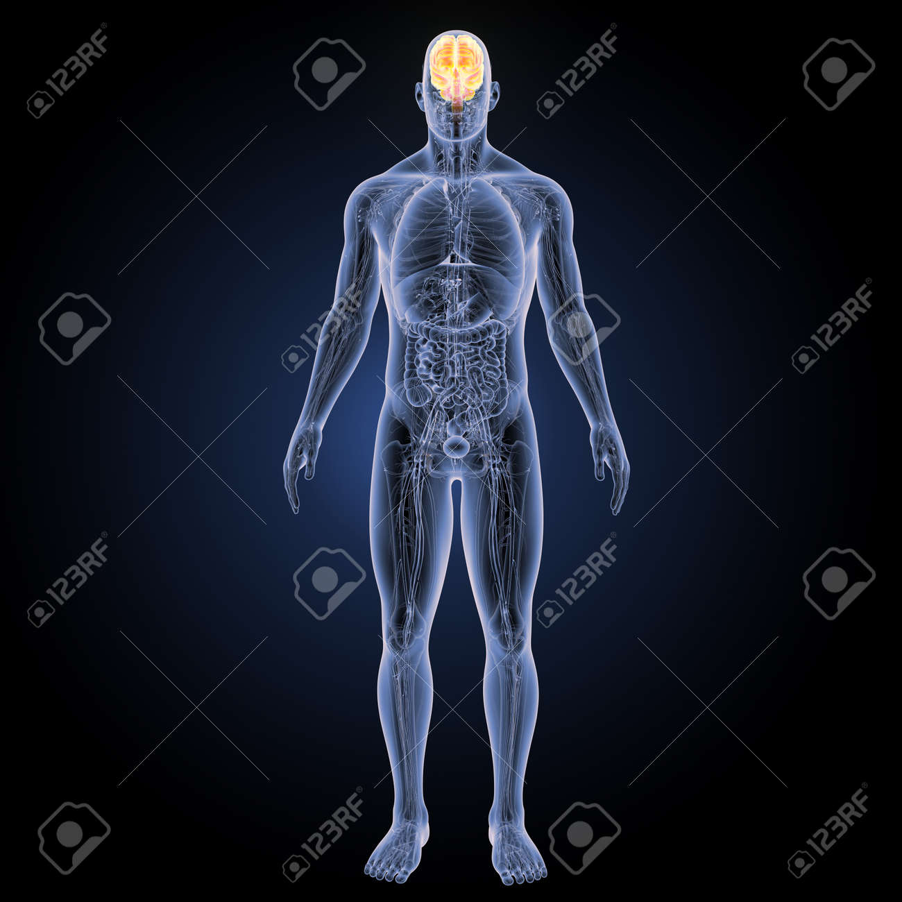 Human Brain with complete anatomy anterior view - 85748609 Human Brain with complete anatomy anterior view - 85748609