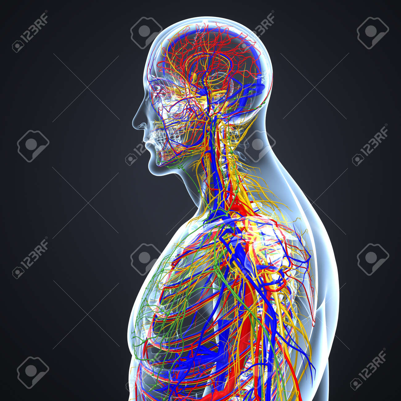 Circulatory and Nervous System with Lymph Nodes - 105318257 Circulatory and Nervous System with Lymph Nodes - 105318257