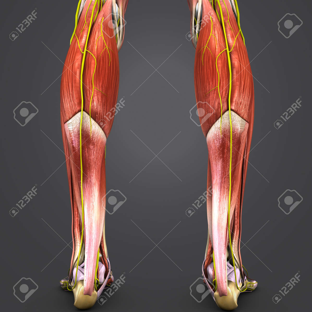 Pierna musculos de huesos y