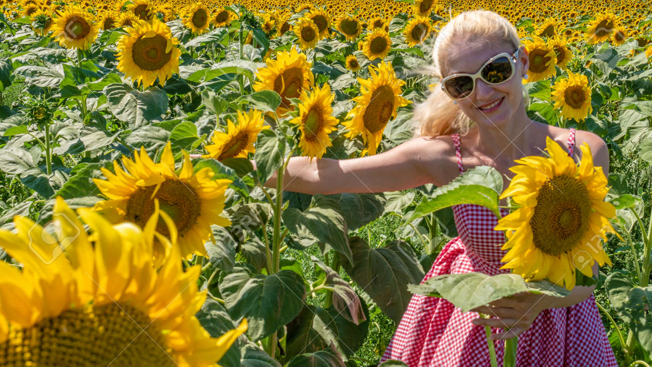 checkered sunflowers
