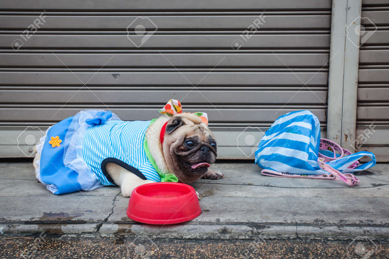 Belle Pug Race De Chien Sur La Rue Piétonne De La Vieille Ville De Phuket En Thaïlande