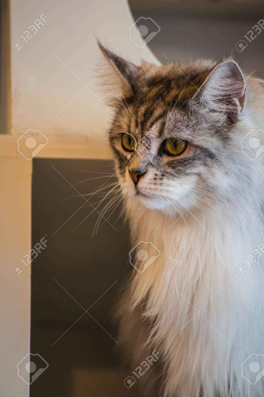 メインクーンのクローズ アップ猫猫カフェのコーヒー ショップでのプレイ の写真素材 画像素材 Image