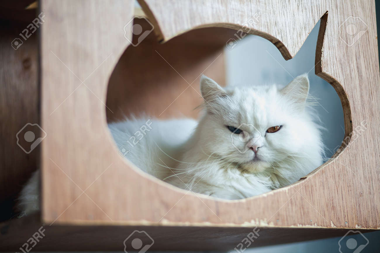 Gros Plan De Chats Persans Dans A Cafe Chat Chat Portrait De Beau 2 Yeux Couleur Chats Chat Blanc Banque D Images Et Photos Libres De Droits Image