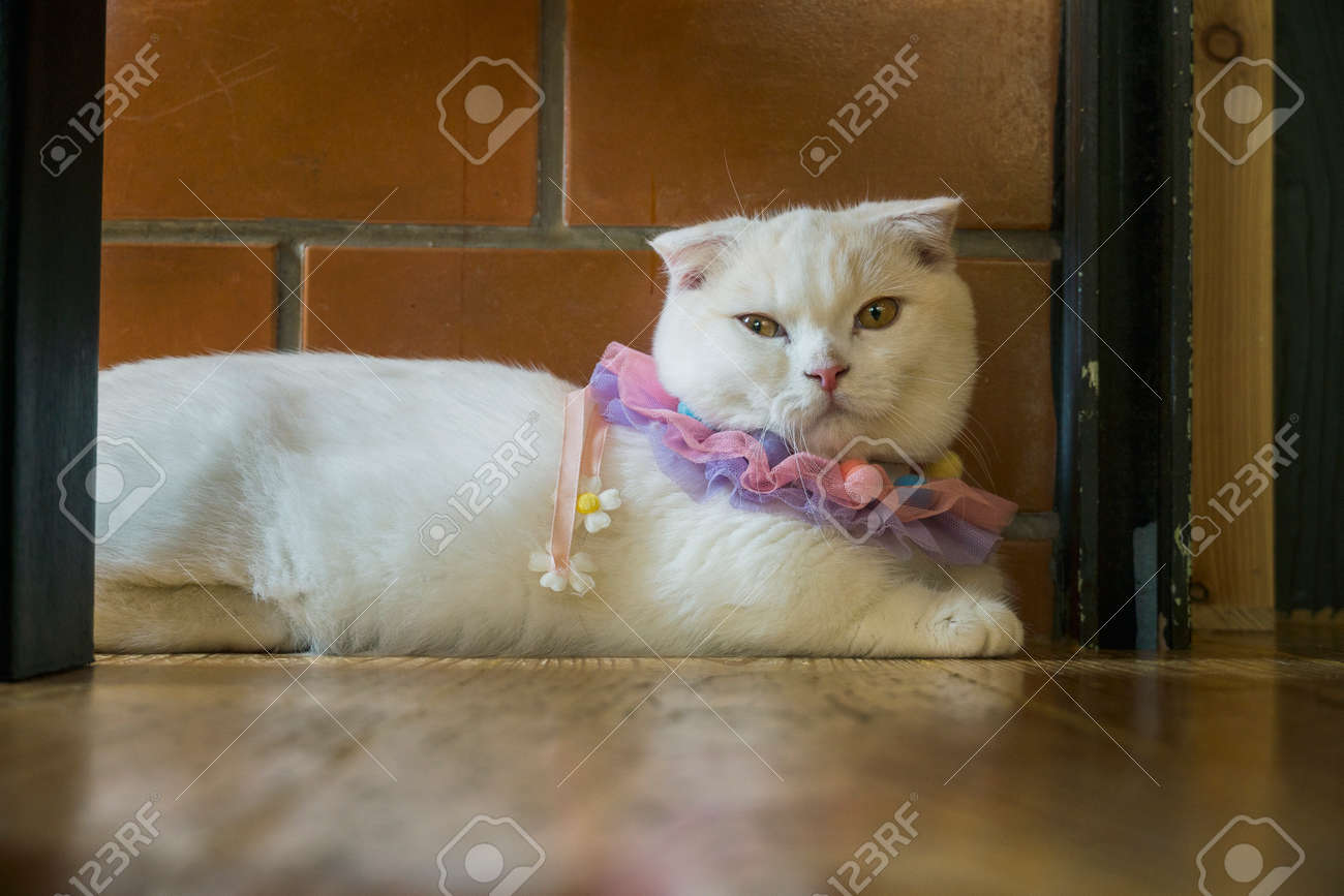 Beautiful Munchkin Cat With White And Grey Color Hair Stock Photo