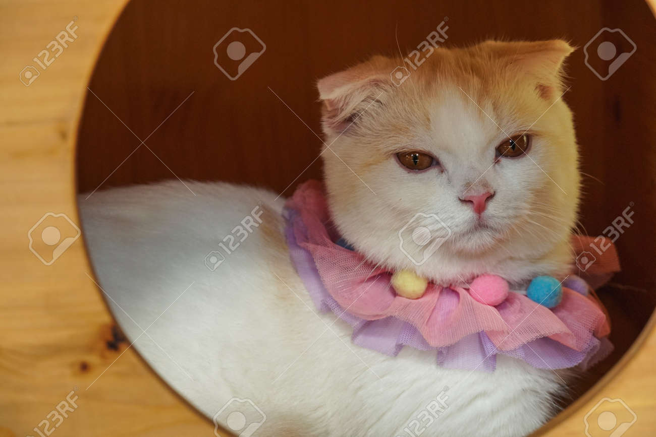 Beautiful Munchkin Cat With White And Grey Color Hair Stock Photo