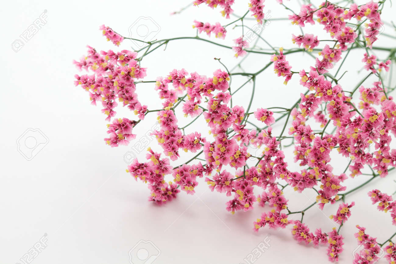 Pink Yellow Hybrid Statice Stock Photo Picture And Royalty Free Image Image