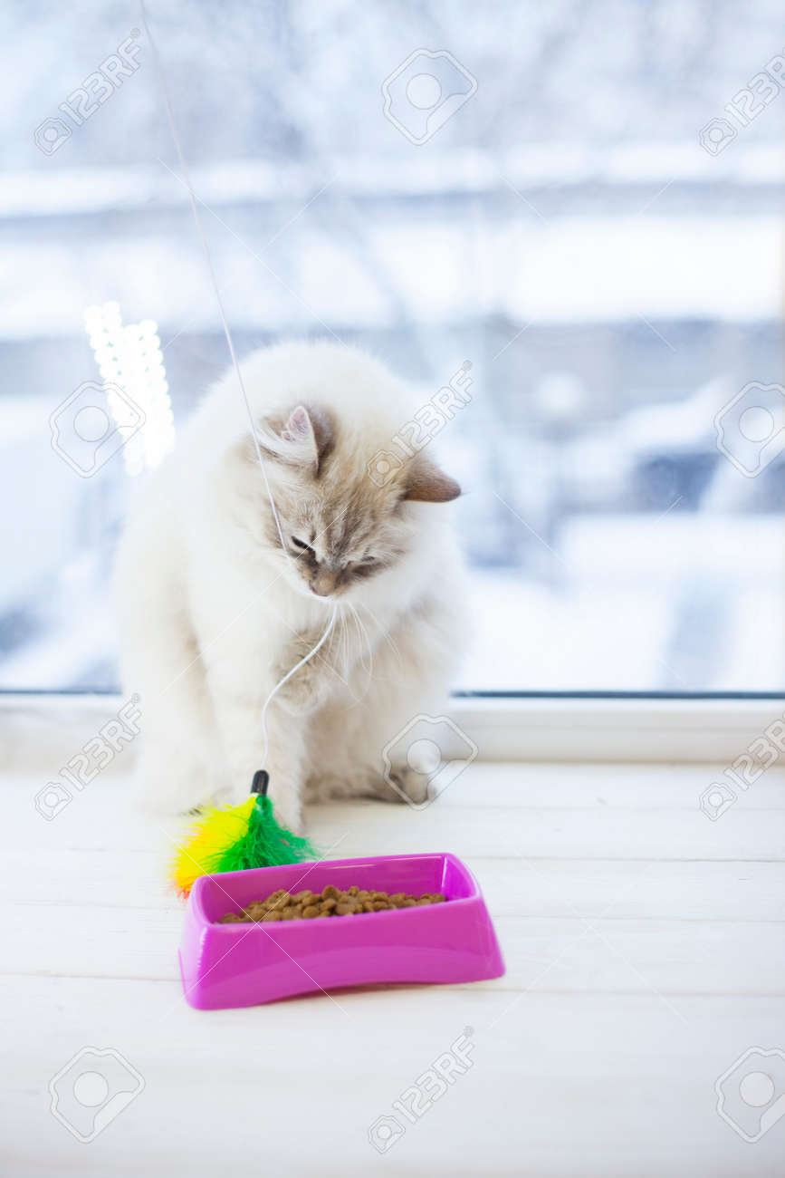 fluffy toy cat