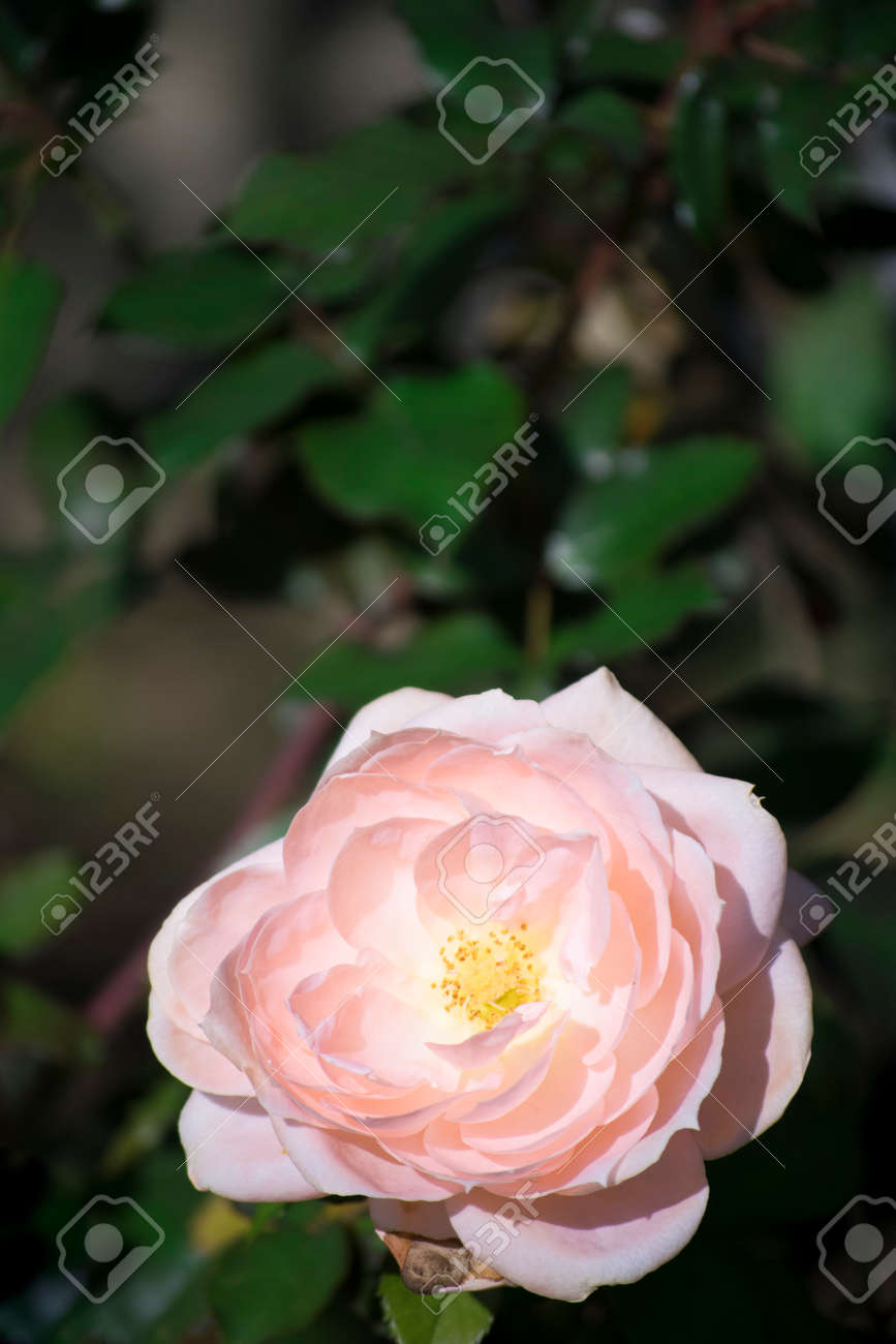 バラ ブライダル ピンク の写真素材 画像素材 Image バラ ブライダル ピンク の写真素材 画像素材 Image