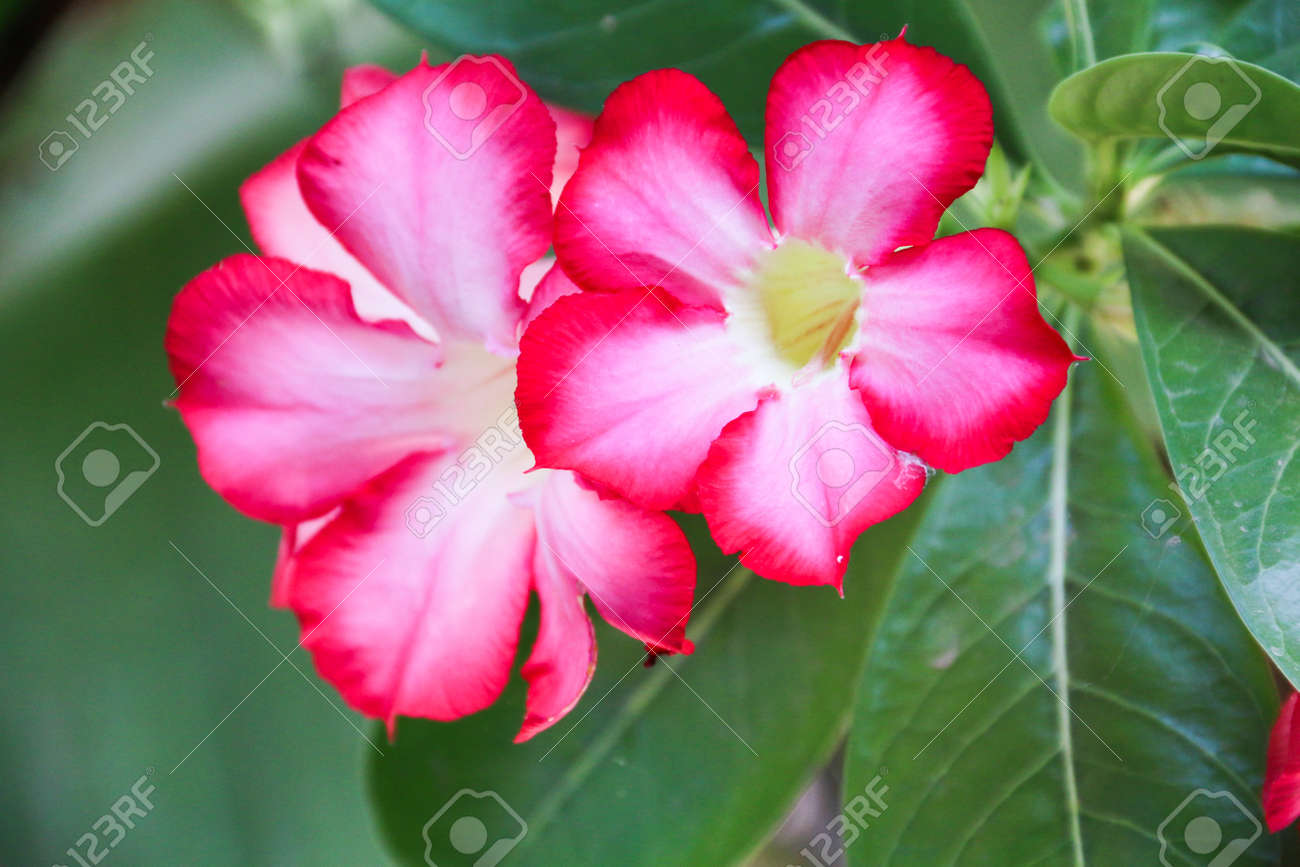 きれいなピンクのプルメリアの花 美しい花 の写真素材 画像素材 Image