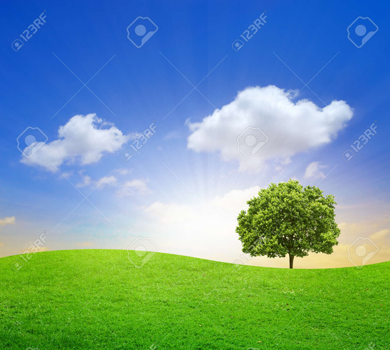 Green Field with big tree and blue sky - 9793389 Green Field with big tree and blue sky - 9793389