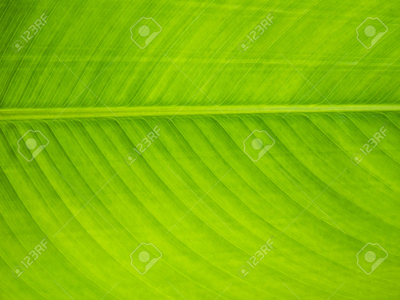 Green Banana Leaf Background Banana Leaves Used For Wrapping Stock Photo Picture And Royalty Free Image Image