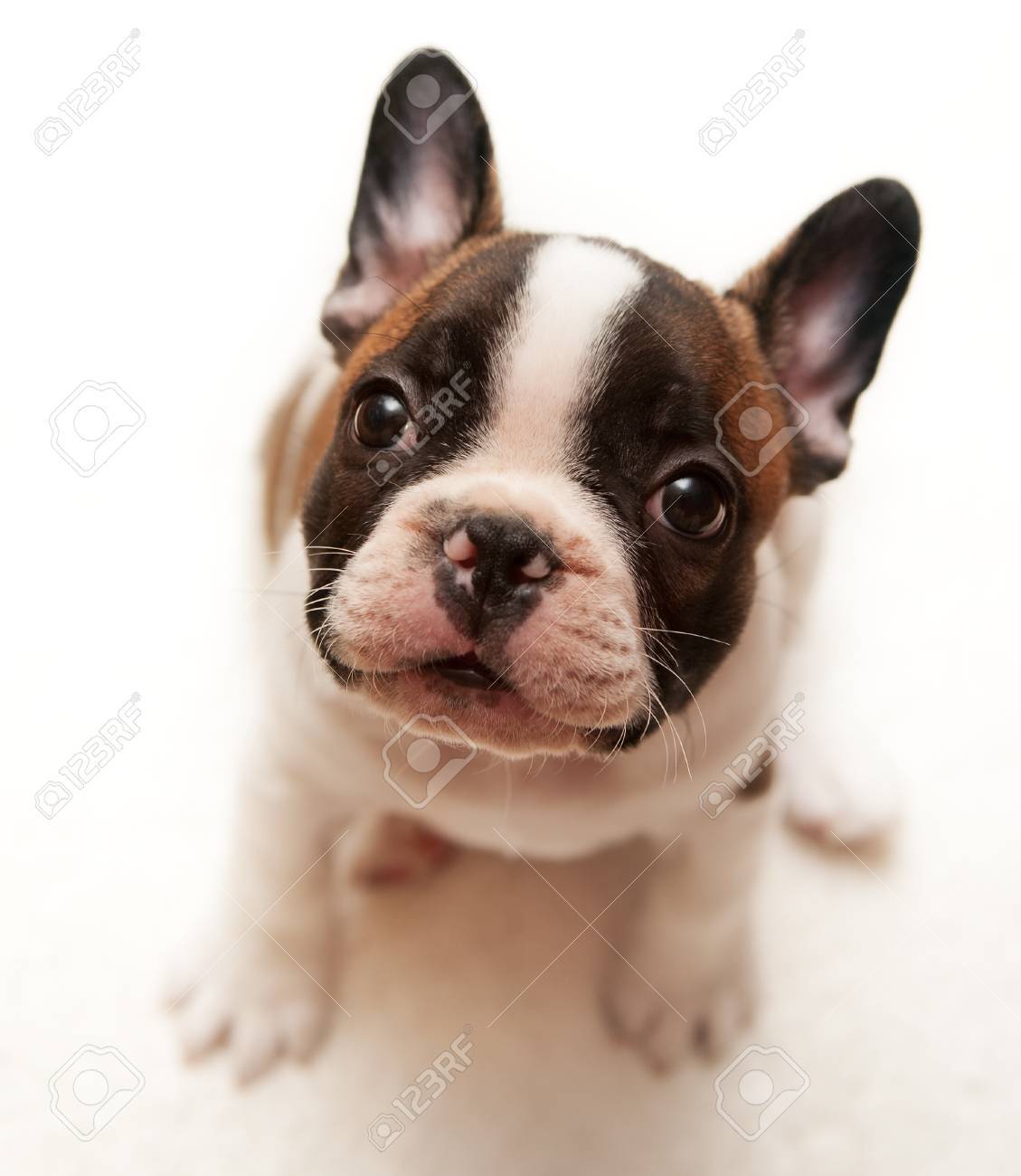 フレンチ ブルドッグ子犬 の写真素材 画像素材 Image フレンチ ブルドッグ子犬 の写真素材 画像素材 Image