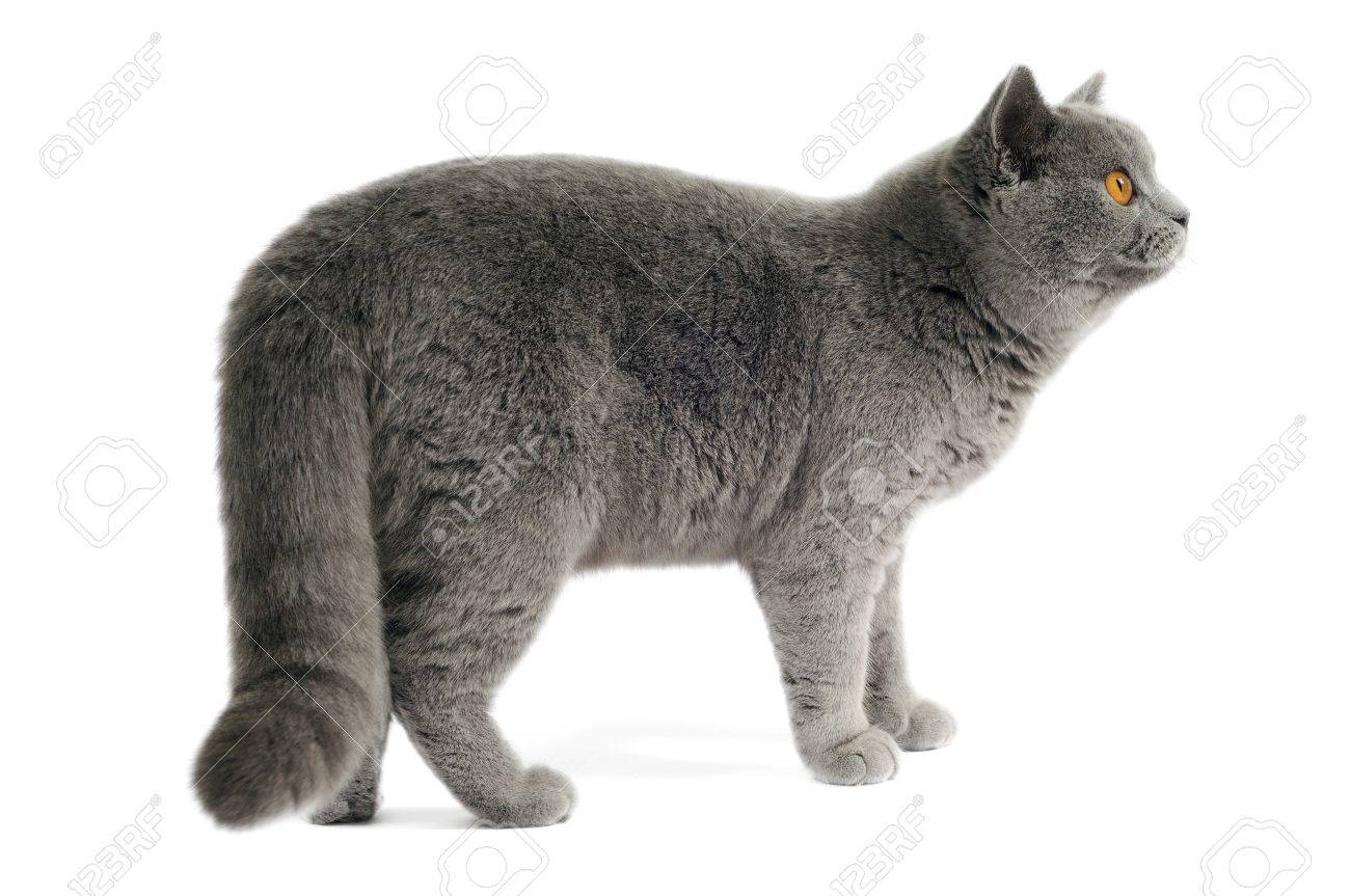 Chat Gris Fonce Posant Sur Un Fond Blanc Banque D Images Et Photos Libres De Droits Image
