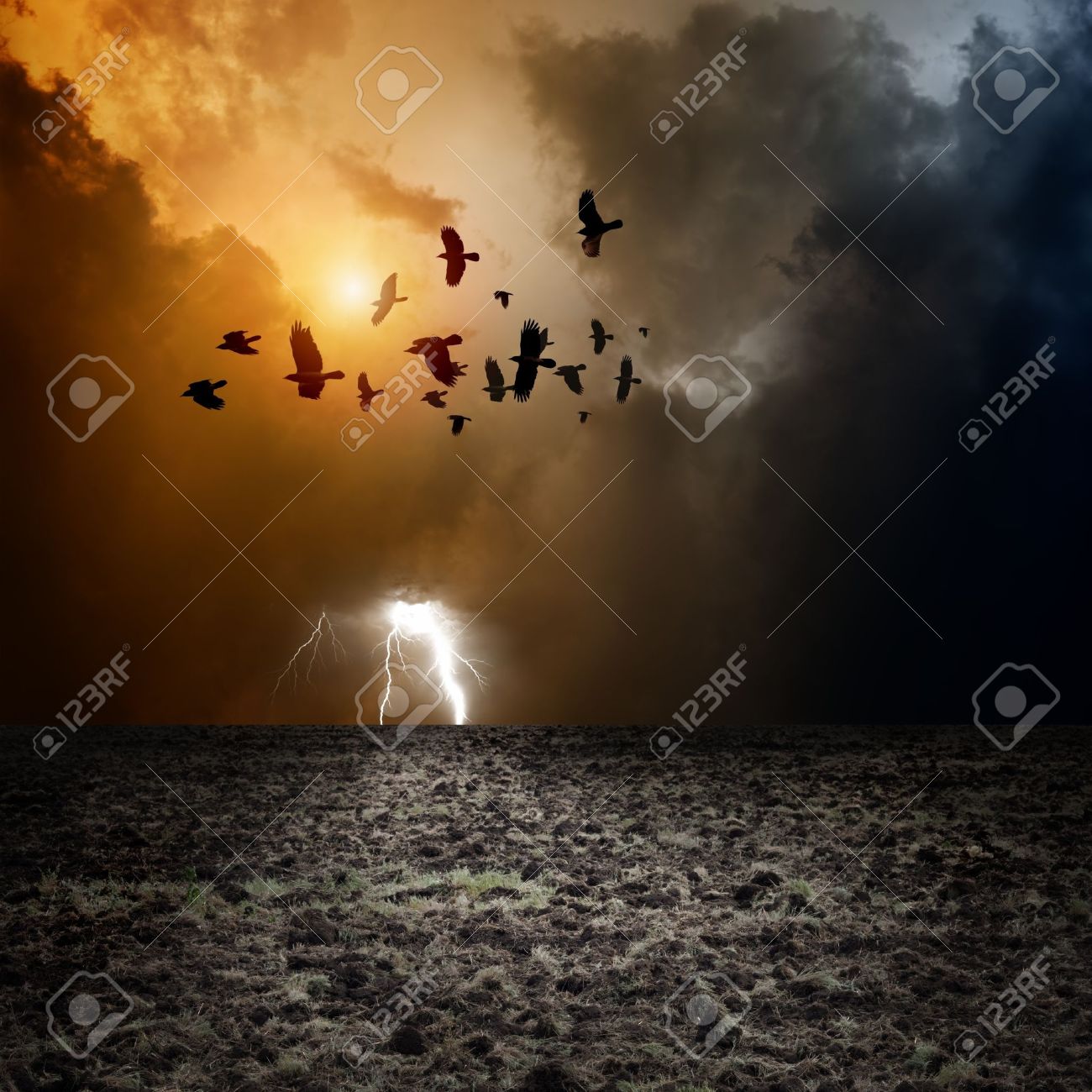 Big arable field, dark stormy sky with lightning, flock of flying ravens, crows in dark sky - 16007443 Big arable field, dark stormy sky with lightning, flock of flying ravens, crows in dark sky - 16007443