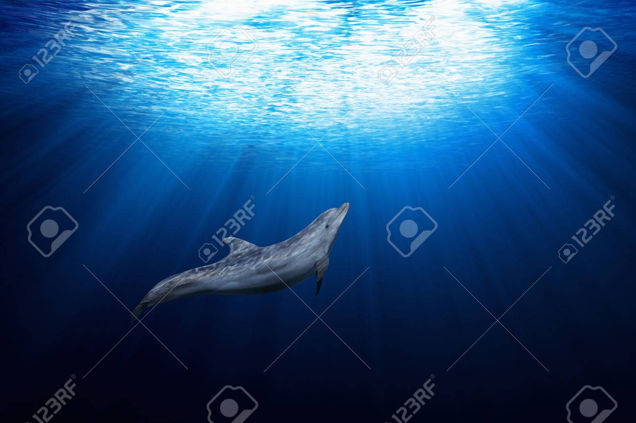La Faune Sous Marine Marine Dauphin Nage Dans L Eau Bleu Clair Lumiere Brille De Haut Banque D Images Et Photos Libres De Droits Image