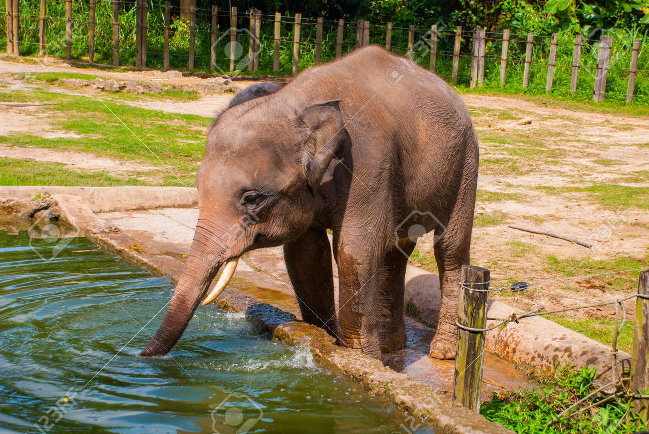 Bebe Elefante Bebe Agua En El Estanque Malasia Borneo Fotos Retratos Imagenes Y Fotografia De Archivo Libres De Derecho Image