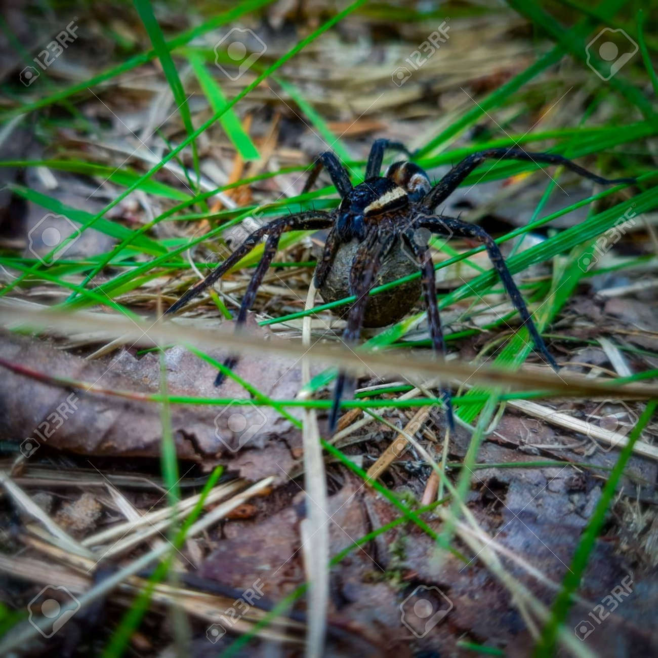 etiam-dictum-ipsum-a-felis