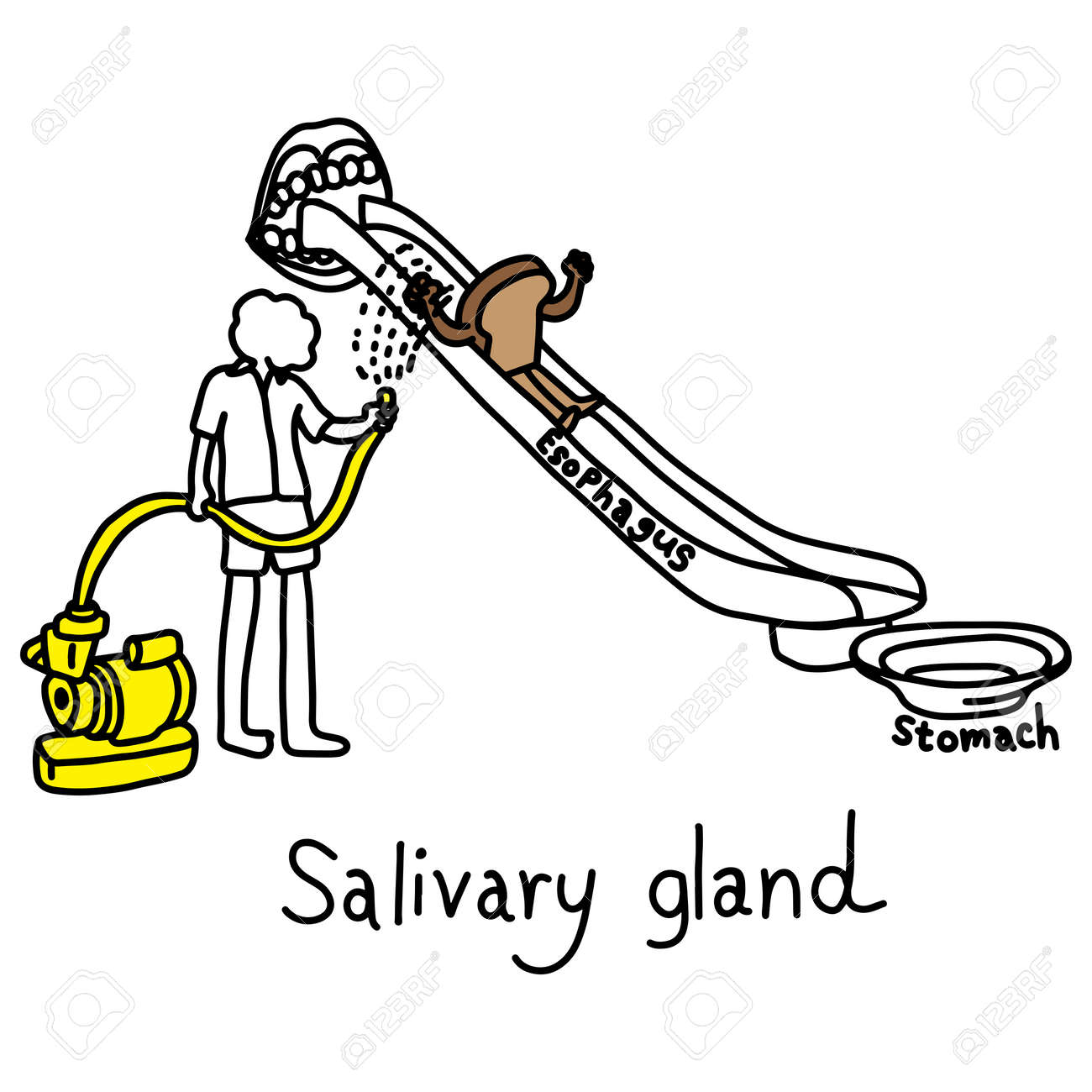 唾液腺のメタファー機能は 食べ物を簡単に胃に行くために唾液を作り出し 黒い線で描かれたベクトルイラストスケッチ手を 白い背景に隔離した 教育医療の概念 のイラスト素材 ベクタ Image