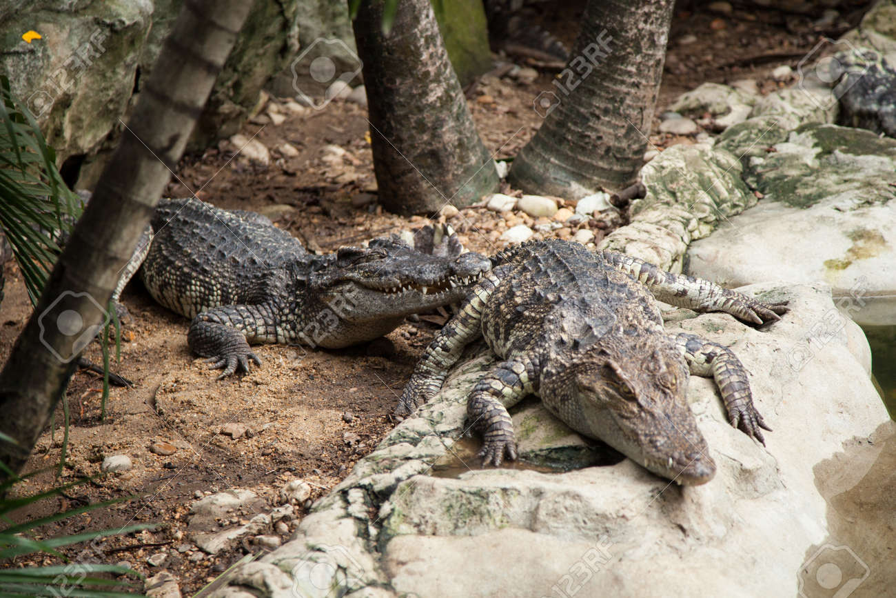 Crocodiles In The Area Of The Zoo. Wild Animals Live Both On Land And In Water. Stock Photo, Picture And Royalty Free Image. Image 16211541. Crocodiles In The Area Of The Zoo. Wild Animals Live Both On Land And In Water. Stock Photo, Picture And Royalty Free Image. Image 16211541.