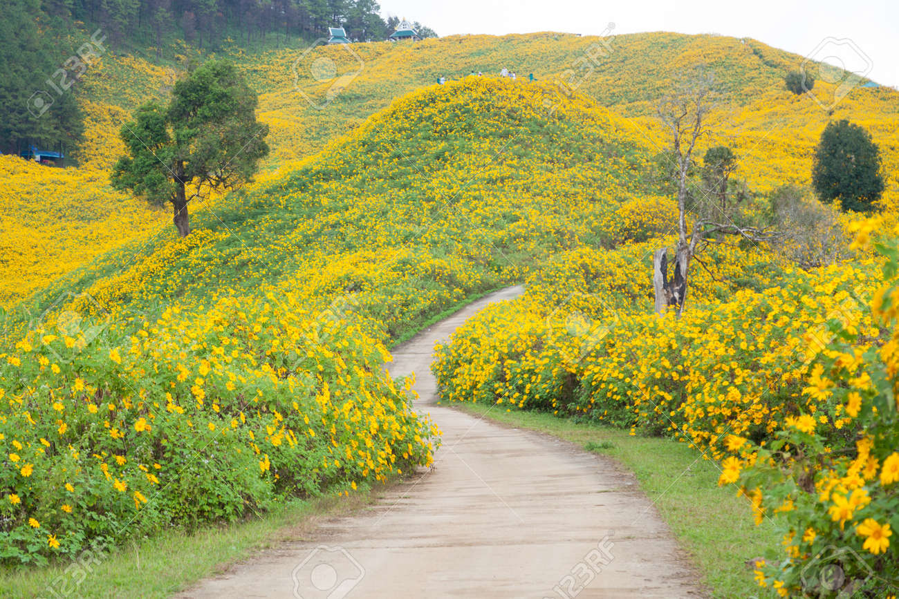 中央道の花畑山上黄色の花のフィールド の写真素材 画像素材 Image 2602