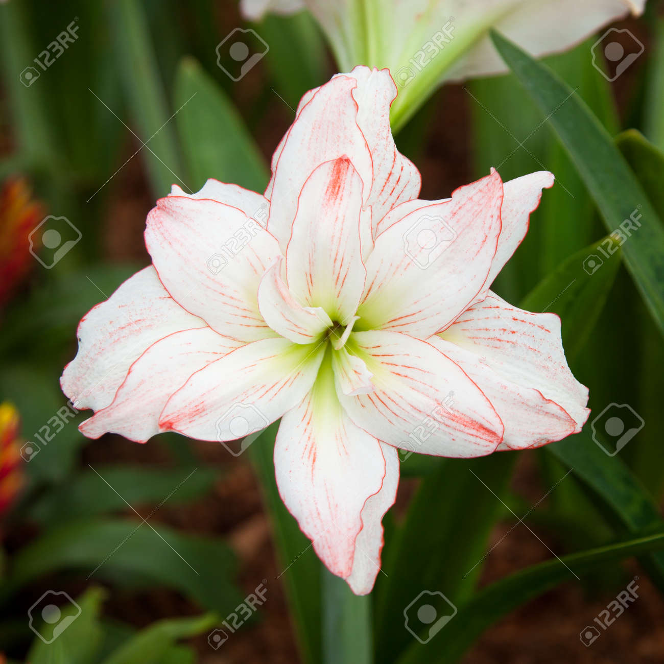 大きな赤と白の花 1 つの花は 赤みを帯びた白です 花粉の作付面積の大きな花束は 寒い天候下で植えられています の写真素材 画像素材 Image 大きな赤と白の花 1 つの花は 赤みを帯びた白です 花粉の作付面積の大きな花束は 寒い天候下で植えられています の写真素材 画像素材 Image