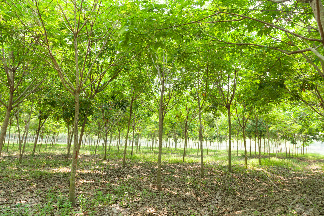 プランテーションのゴム ゴムの木はゴム製木のプランテーション農業での行で栽培されています の写真素材 画像素材 Image