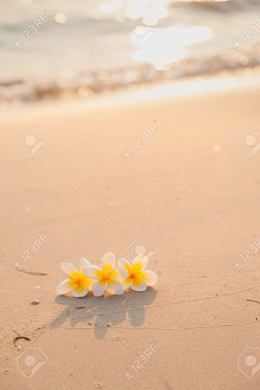 砂の上の花します ビーチの後ろから輝く朝の日差しに白い花 の写真素材 画像素材 Image 砂の上の花します ビーチの後ろから輝く朝の日差しに白い花 の写真素材 画像素材 Image