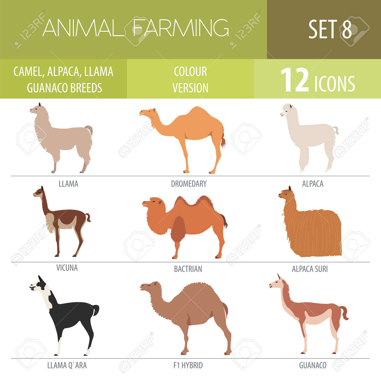 ラクダ リャマ グアナコ アルパカの品種のアイコン セット 動物の農業 フラットなデザイン ベクトル図 のイラスト素材 ベクタ Image