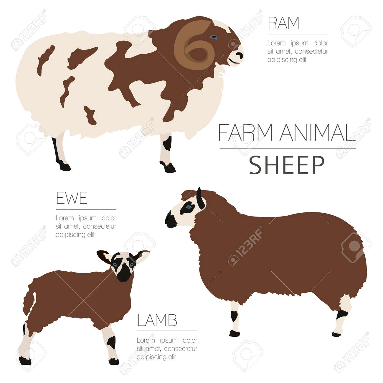 羊農業インフォ グラフィック テンプレート Ram 羊 羊家族 フラットなデザイン ベクトル図 のイラスト素材 ベクタ Image