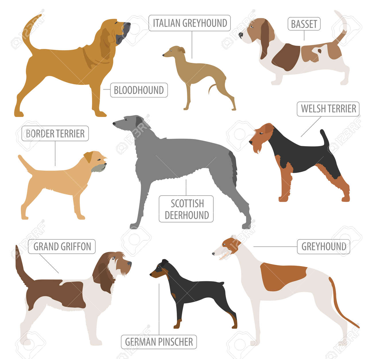 small sporting dog breeds