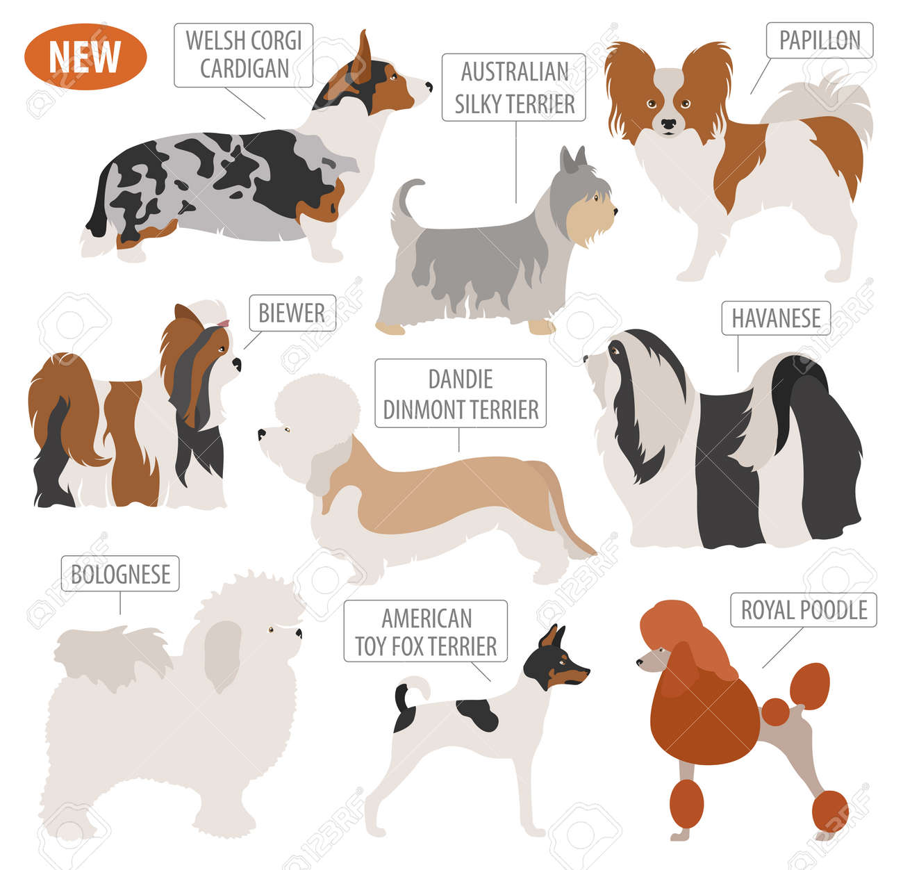 mixed toy breeds