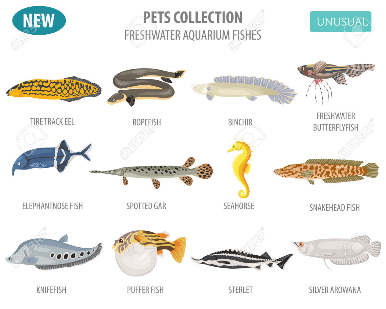 珍しい淡水のアクアリウムの魚飼育フラット スタイルは 白で隔離のアイコンを設定しています ペットについて独自のインフォ グラフィックを作成します ベクトルの図 のイラスト素材 ベクタ Image