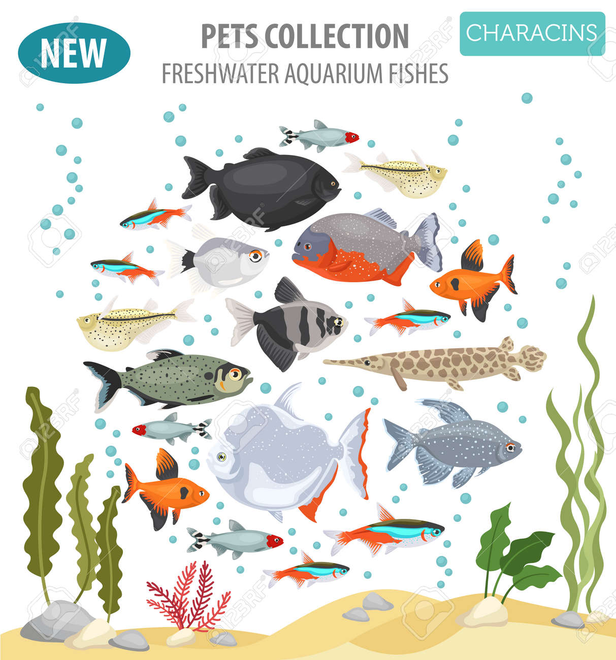 淡水のアクアリウムの魚の品種アイコンは 白で隔離フラット スタイルを設定します カラシン科の熱帯魚 ペットに関する独自のインフォ グラフィックを作成します ベクトルの図 のイラスト素材 ベクタ Image 淡水のアクアリウムの魚の品種アイコンは 白で隔離フラット スタイルを設定します カラシン科の熱帯魚 ペットに関する独自のインフォ グラフィックを作成します ベクトルの図 のイラスト素材 ベクタ Image