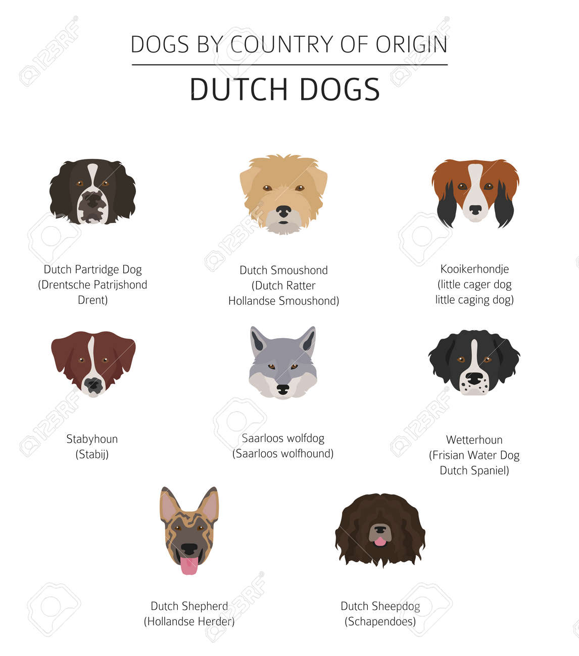 Dogs By Country Of Origin Dutch Holland Dog Breeds Infographic Template Vector Illustration Royalty Free Cliparts Vectors And Stock Illustration Image 95303964