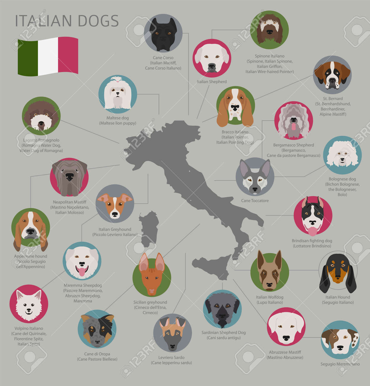 出身国別の犬イタリアの犬種 インフォグラフィック テンプレート ベクトルのイラスト のイラスト素材 ベクタ Image