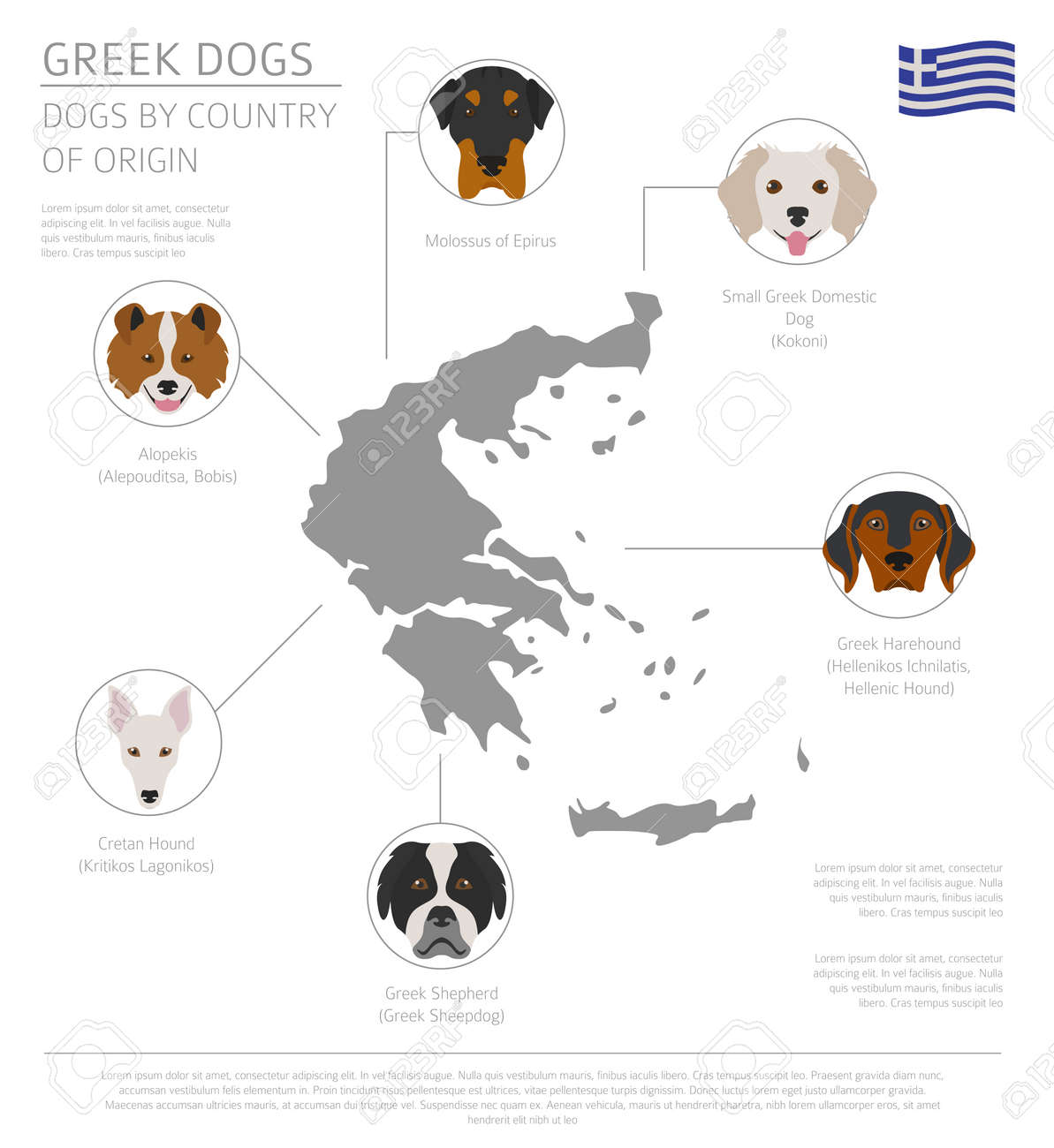 Dogs By Country Of Origin Greek Dog Breeds Infographic Template Vector Illustration Royalty Free Cliparts Vectors And Stock Illustration Image 97412191