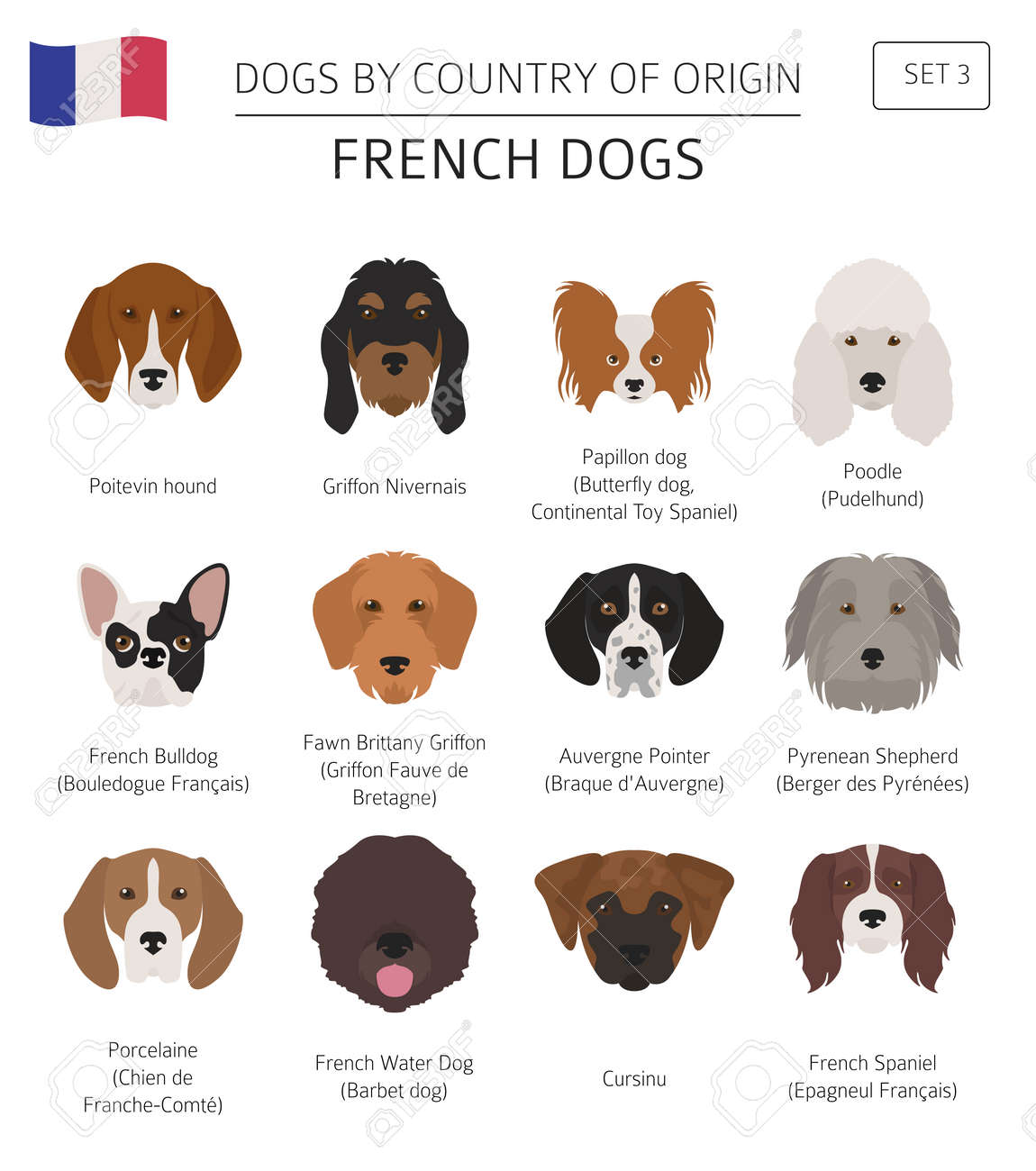 french dogs breeds